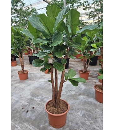 Ficus