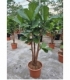 Ficus