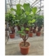 Ficus