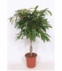 Ficus