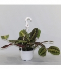 Maranta