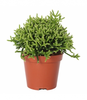 Rhipsalis