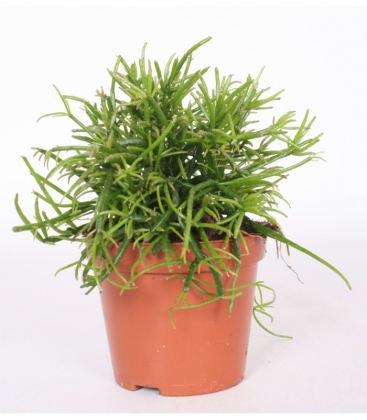 Rhipsalis