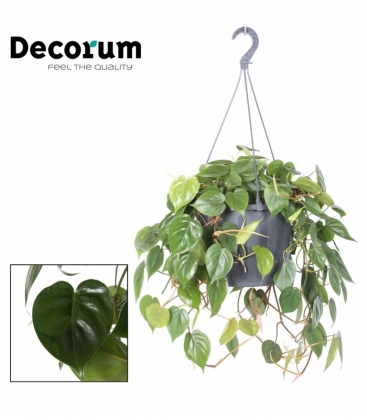 Philodendron