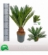 Cycas