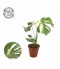 Monstera