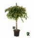 Ficus