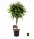 Ficus