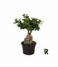 Ficus