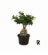 Ficus