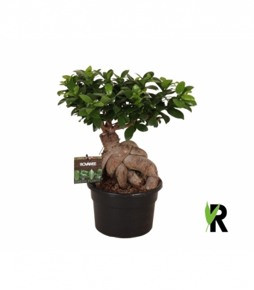 Ficus