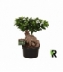 Ficus