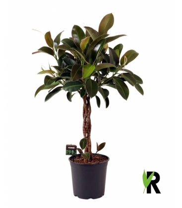 Ficus