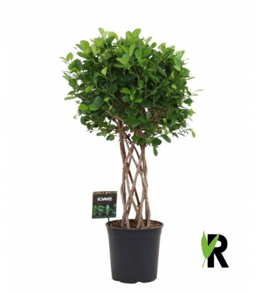 Ficus