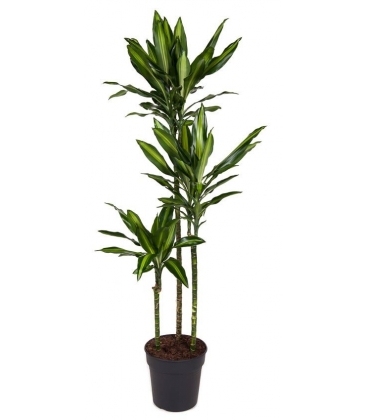 Dracaena