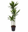 Dracaena