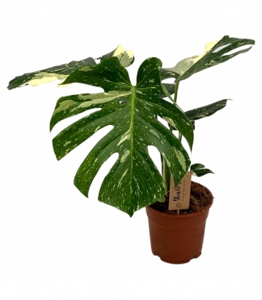 Monstera