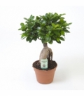 Ficus