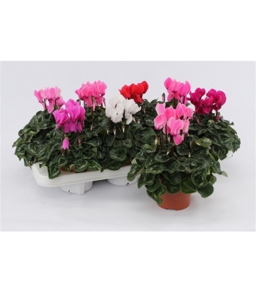 Cyclamen