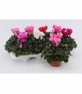 Cyclamen