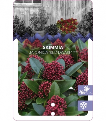 Skimmia