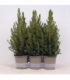 Picea