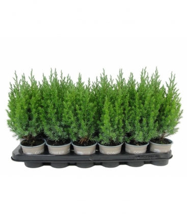 Juniperus