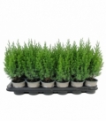 Juniperus