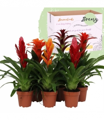 Bromelia