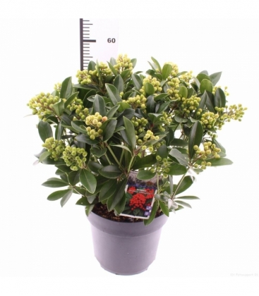 Skimmia