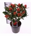 Skimmia