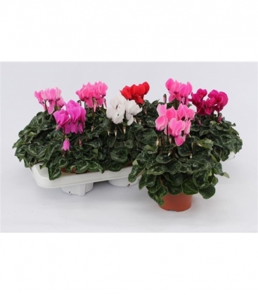 Cyclamen