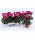 Cyclamen