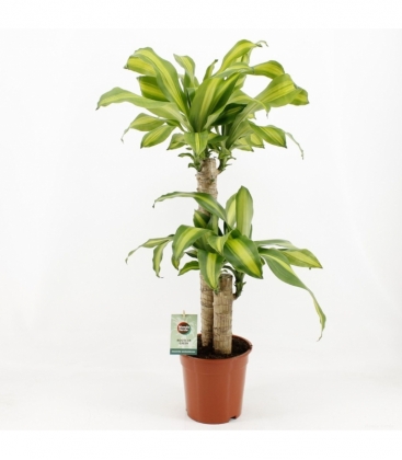 Dracaena