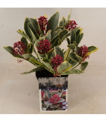 Skimmia