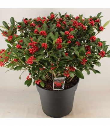 Skimmia