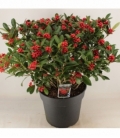 Skimmia