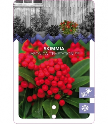 Skimmia