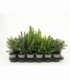 Picea