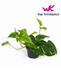 Scindapsus