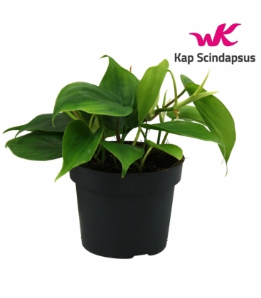 Philodendron