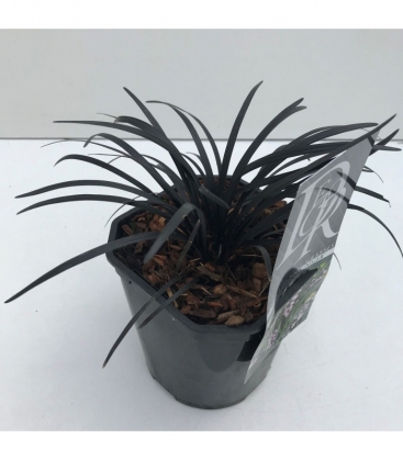 Ophiopogon