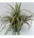 Carex