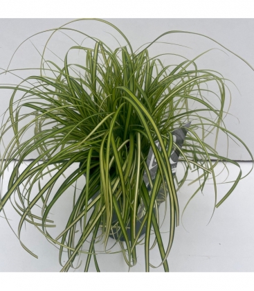 Carex