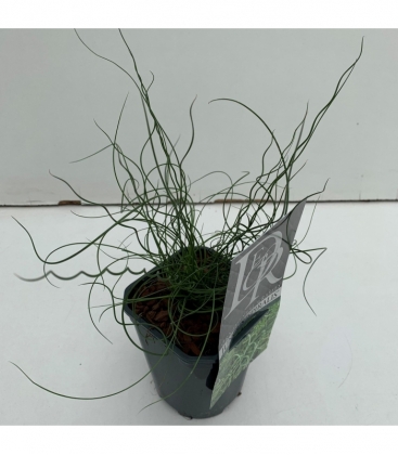 Juncus