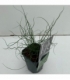 Juncus