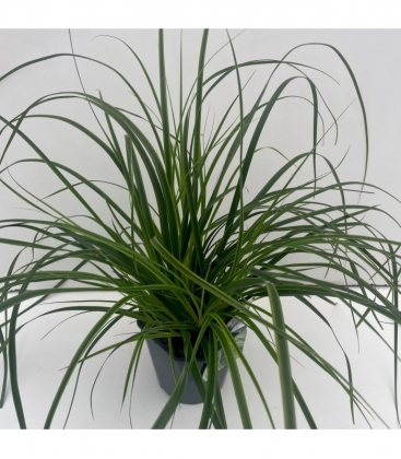 Carex