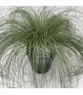 Carex