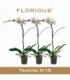 Phalaenopsis