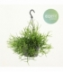 Rhipsalis